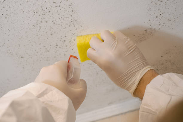 Best Comprehensive Air Testing for Mold Contaminants  in USA